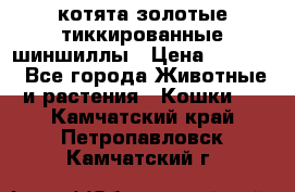 котята золотые тиккированные шиншиллы › Цена ­ 8 000 - Все города Животные и растения » Кошки   . Камчатский край,Петропавловск-Камчатский г.